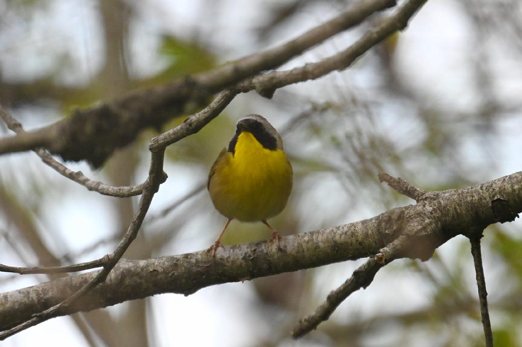 Warbler, Common Yellowthroat, 2025-05037097 Parker River NWR, MA.JPG - Common Yellowthroat. Parker River National Wildlife Refuge, MA, 5-3-2025